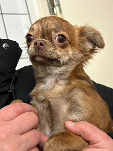Chihuahua (5 valokuva sivusta 8)