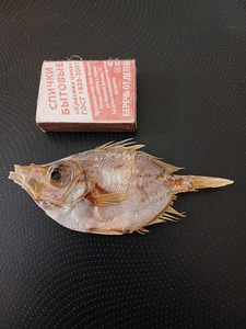 Петушиный кабан (1 фото из 3)