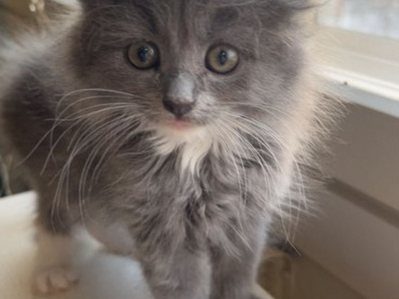 Kissa