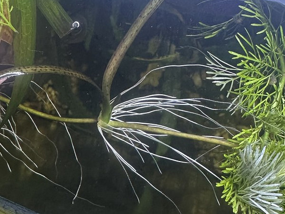 Vallisneria võsud