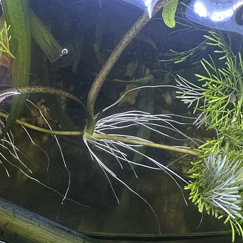 Vallisneria võsud