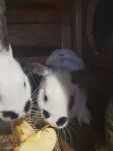 Продам кроликов (3 фото из 3)
