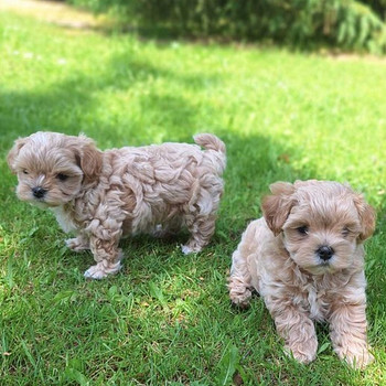 Maltipoo