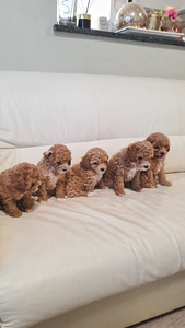 Maltipoo (1 foto / 7)