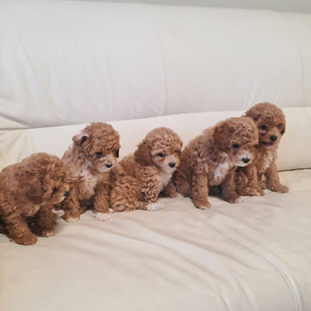 Maltipoo