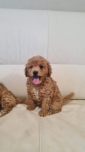 Maltipoo (2 foto / 7)