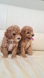 Maltipoo (3 foto / 7)