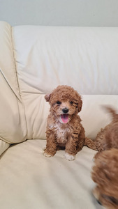 Maltipoo (4 foto / 7)