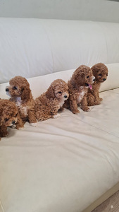 Maltipoo (5 foto / 7)