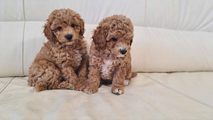 Maltipoo (6 foto / 7)