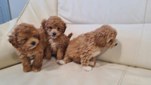 Maltipoo (7 foto / 7)