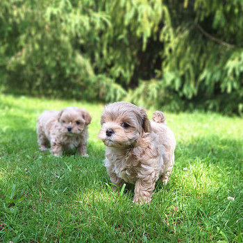 Maltipoo