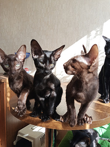 Ориентальные котята (4 фото из 8)