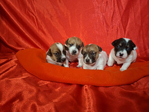 Jack Russelli terjeri kutsikad (2 foto / 2)
