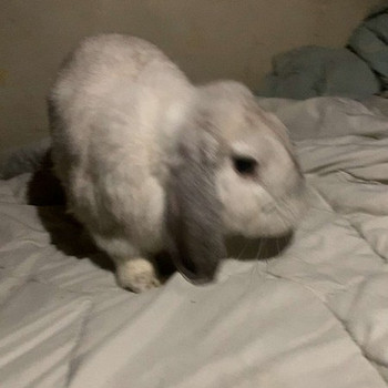 Küülik