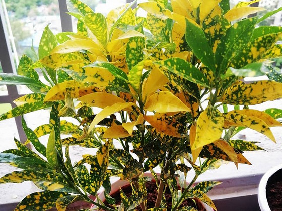 Codiaeum Кротон желтый домашний цветок растение