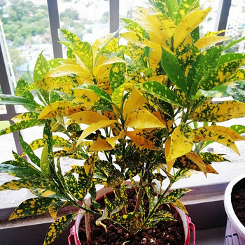 Codiaeum kollane kroton ebakrotoon lill taim