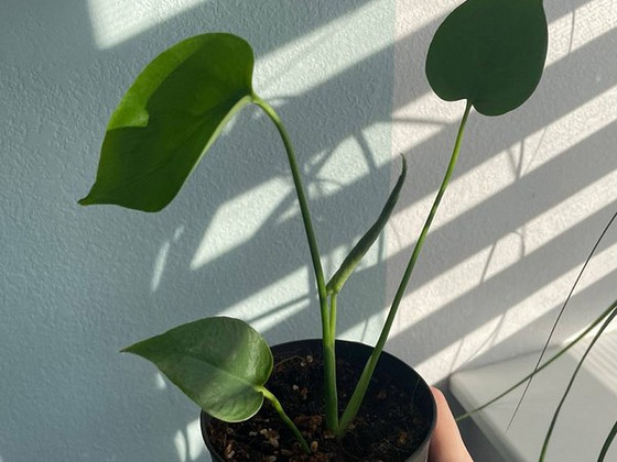 Monstera Delisiosa