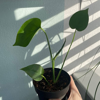 Monstera Delisiosa