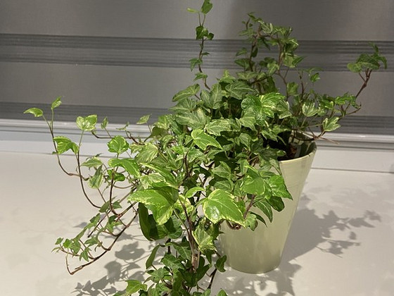 Hedera Helix White Ripple