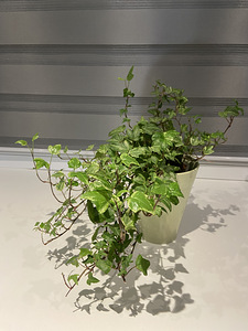 Hedera Helix White Ripple (1 фото из 1)