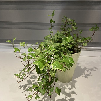 Hedera Helix White Ripple