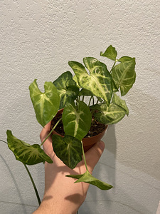 Syngonium White Butterfly (1 фото из 1)