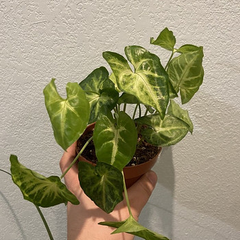 Syngonium White Butterfly