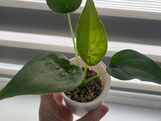 Alocasia Cucullata