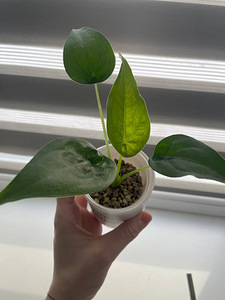 Alocasia Cucullata (1 фото из 1)