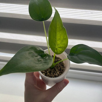 Alocasia Cucullata