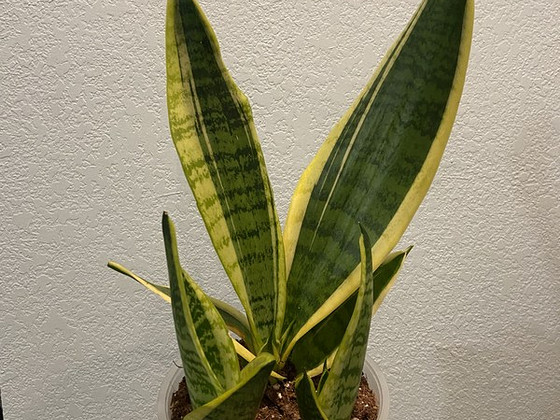Sansevieria