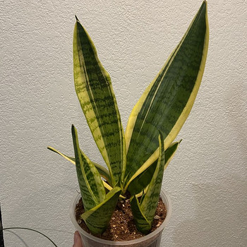Sansevieria