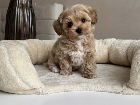 Maltipoo