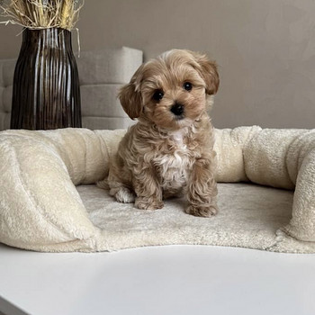 Maltipoo