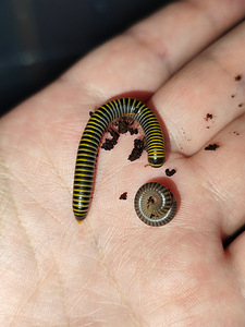 Millipede/ tuhatjalg (2 foto / 5)