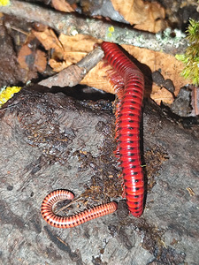 Millipede/ tuhatjalg (3 foto / 5)