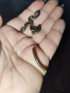 Millipede/ tuhatjalg (4 foto / 5)
