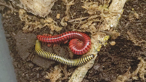 Millipede/ tuhatjalg (1 foto / 5)