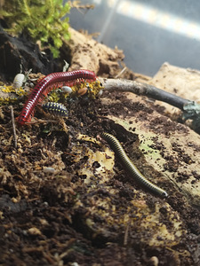 Millipede/ tuhatjalg (5 foto / 5)