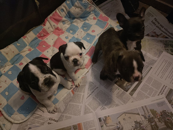 Müüa Prantsuse Buldogi Beebid