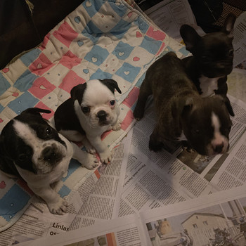 Müüa Prantsuse Buldogi Beebid