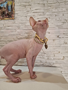 Продам котят породы канадский сфинкс (2 фото из 10)