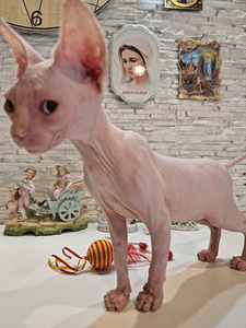 Продам котят породы канадский сфинкс (4 фото из 10)