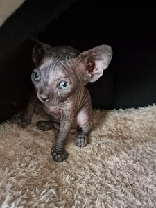 Продам котят породы канадский сфинкс (7 фото из 10)
