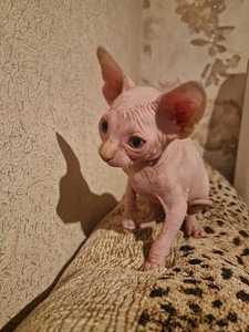 Продам котят породы канадский сфинкс (9 фото из 10)