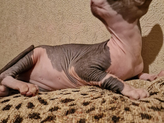 Pārdodu Kanādas sfinksa šķirnes kaķēnus