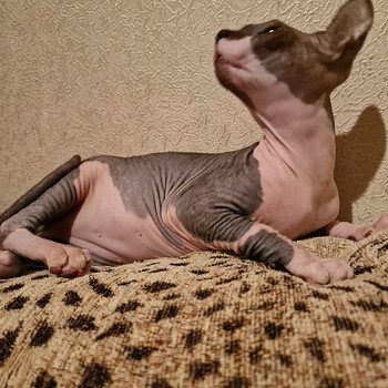 Pārdodu Kanādas sfinksa šķirnes kaķēnus