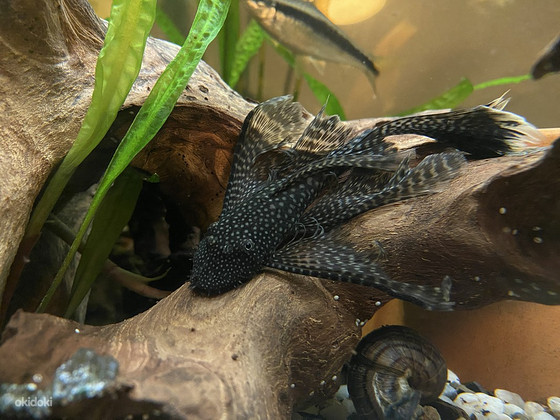 Müüa suur akvaarium koos kaladega