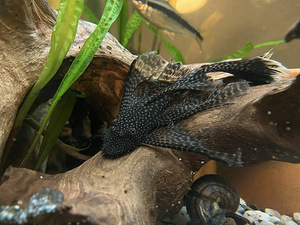 Müüa suur akvaarium koos kaladega (1 foto / 7)